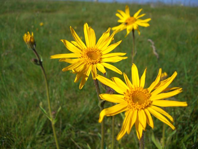 Arnica montana © Serge Chaleil, PNRLF