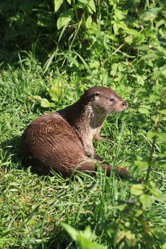 Loutre © Audrey Jean, PNRLF