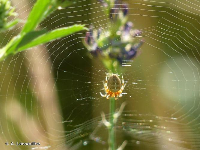 <i>Araneus diadematus</i> Clerck, 1758 © A. Lacoeuilhe