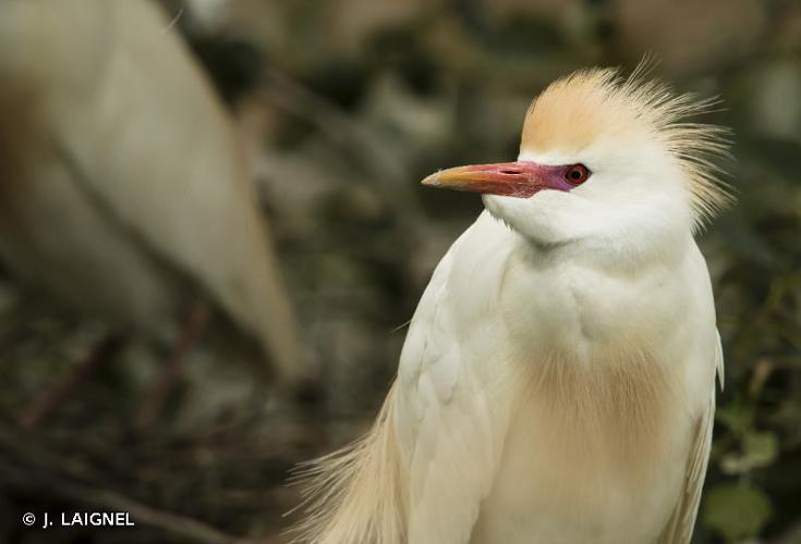 <i>Bubulcus ibis</i> (Linnaeus, 1758) © J. LAIGNEL