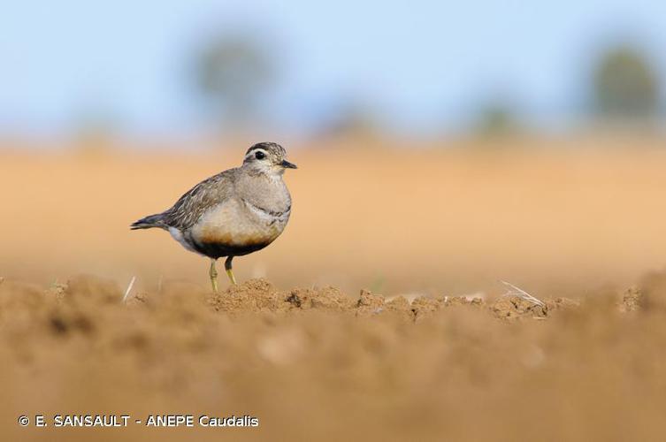 <i>Eudromias morinellus</i> (Linnaeus, 1758) © E. SANSAULT - ANEPE Caudalis