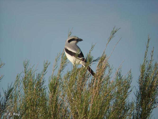 <i>Lanius excubitor</i> Linnaeus, 1758 © C. Roy