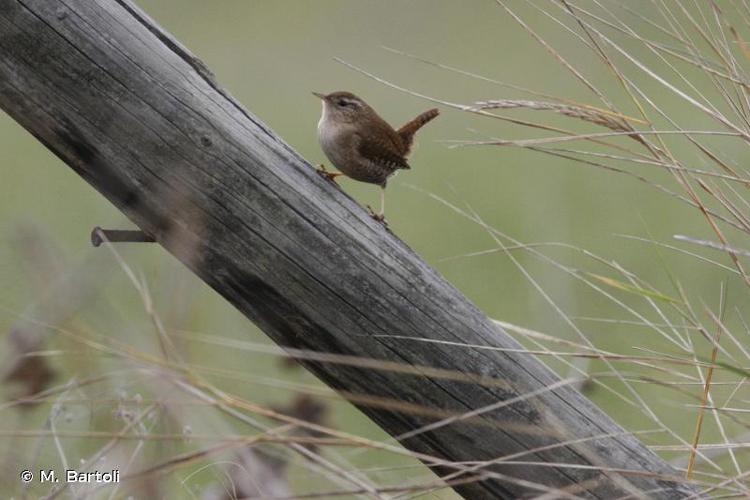 <i>Troglodytes troglodytes</i> (Linnaeus, 1758) © M. Bartoli