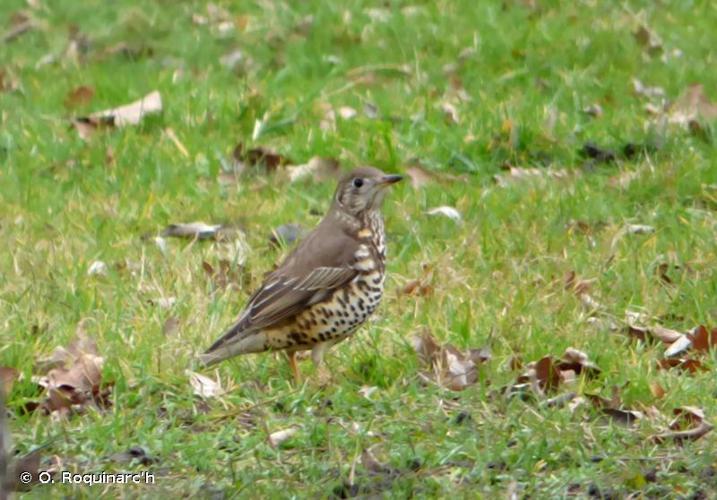 <i>Turdus viscivorus</i> Linnaeus, 1758 © O. Roquinarc'h