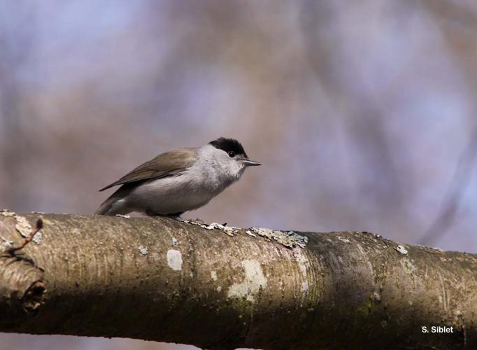 <i>Sylvia atricapilla</i> (Linnaeus, 1758) © S. Siblet