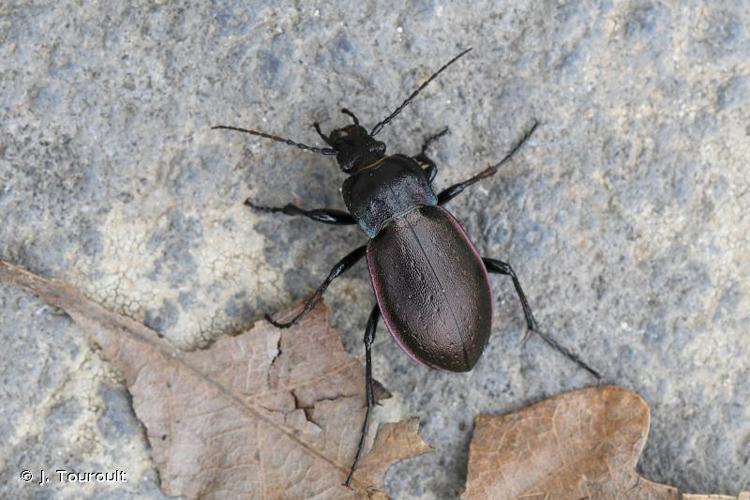 <i>Carabus nemoralis</i> O.F. Müller, 1764 © J. Touroult