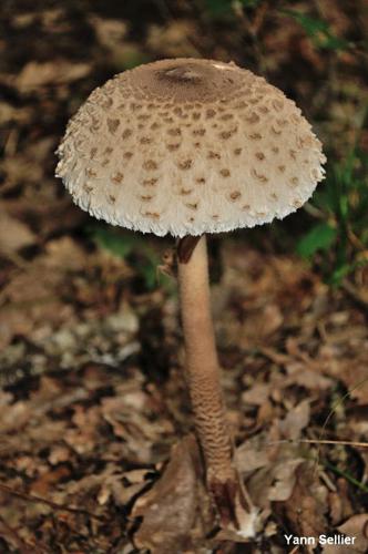 <i>Macrolepiota procera</i> (Scop. : Fr.) Singer, 1948 © Y. Sellier