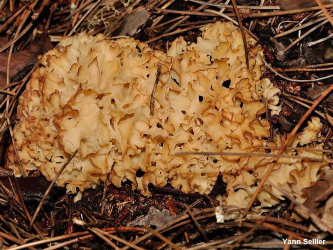 <i>Sparassis crispa</i> (Wulfen : Fr.) Fr. © Y. Sellier