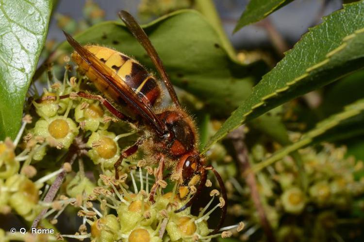 <i>Vespa crabro</i> Linnaeus, 1758 © Q. Rome