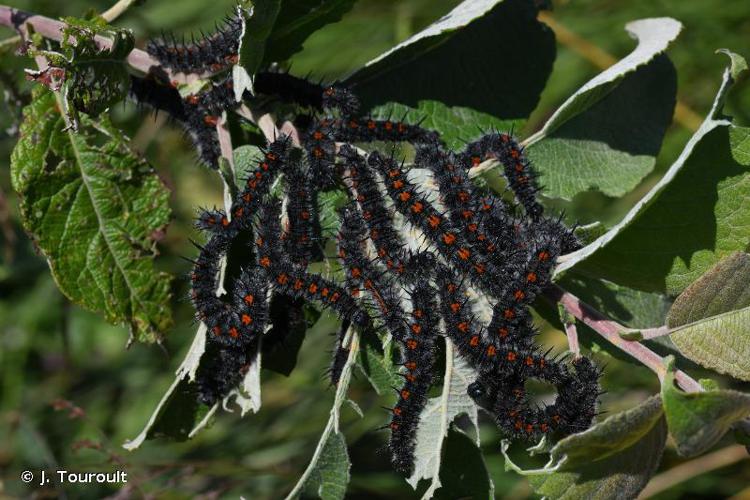 <i>Nymphalis antiopa</i> (Linnaeus, 1758) © J. Touroult