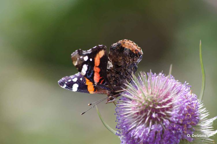 <i>Vanessa atalanta</i> (Linnaeus, 1758) © O. Delzons