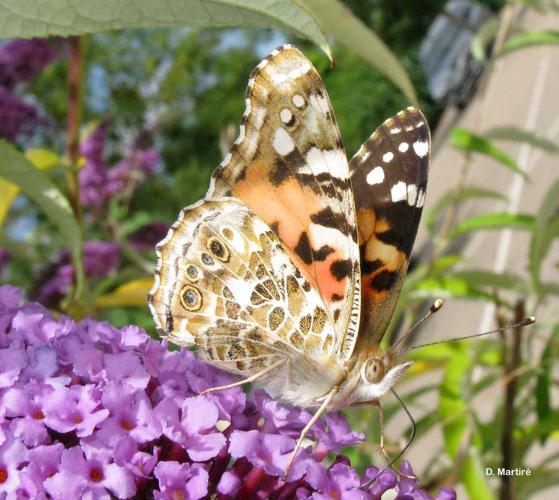 <i>Vanessa cardui</i> (Linnaeus, 1758) © D. Martiré