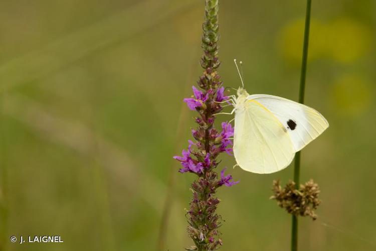 <i>Pieris brassicae</i> (Linnaeus, 1758) © J. LAIGNEL