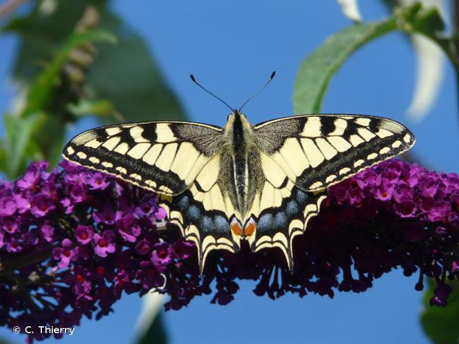 <i>Papilio machaon</i> Linnaeus, 1758 © C. Thierry