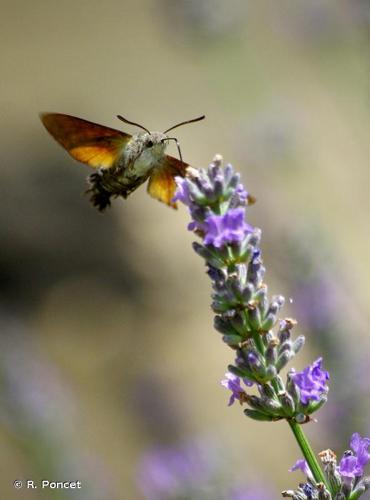 <i>Macroglossum stellatarum</i> (Linnaeus, 1758) © A.-H. Paradis & R. Poncet