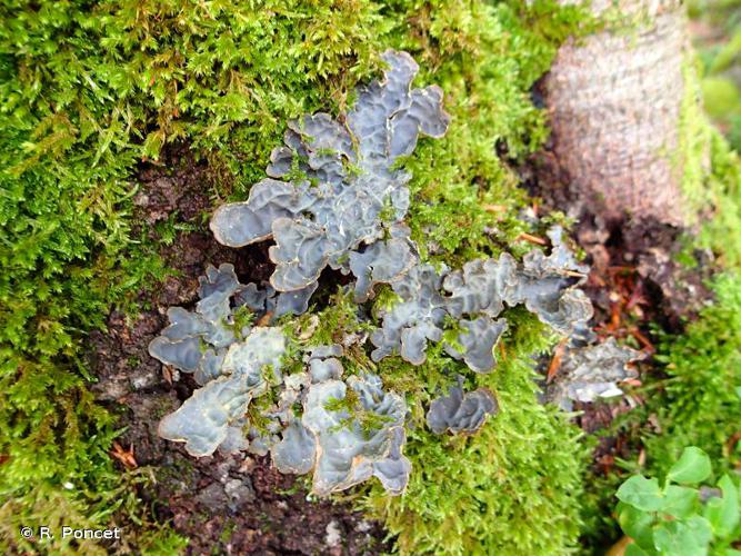 <i>Lobaria scrobiculata</i> (Scop.) DC. © A.-H. Paradis & R. Poncet