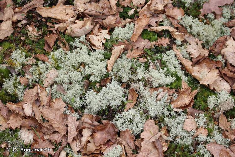 <i>Cladonia rangiferina</i> (L.) Weber ex F.H.Wigg. © O. Roquinarc'h