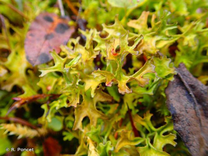 <i>Cetraria islandica</i> (L.) Ach., 1803 © A.-H. Paradis & R. Poncet