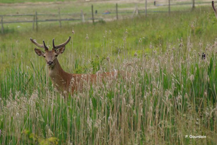 <i>Cervus elaphus</i> Linnaeus, 1758 © P. Gourdain