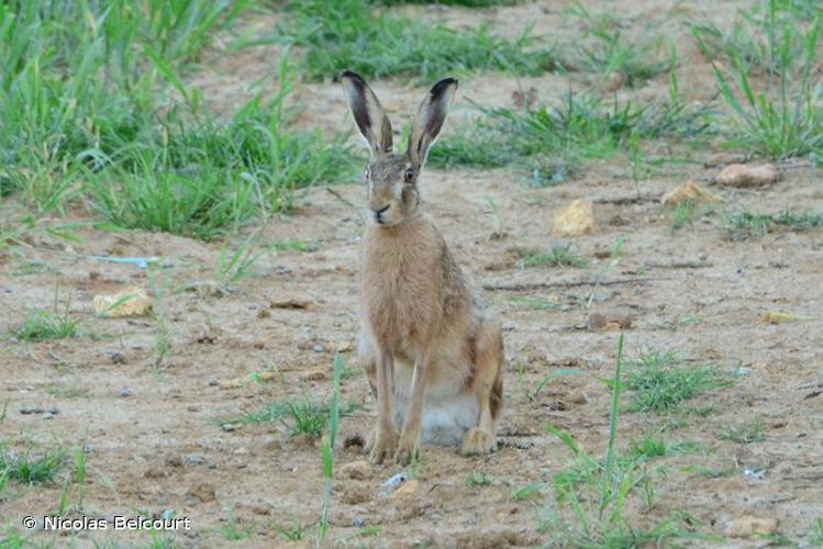 <i>Lepus europaeus</i> Pallas, 1778 © Nicolas Belcourt