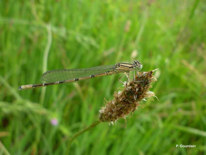 <i>Enallagma cyathigerum</i> (Charpentier, 1840) © P. Gourdain