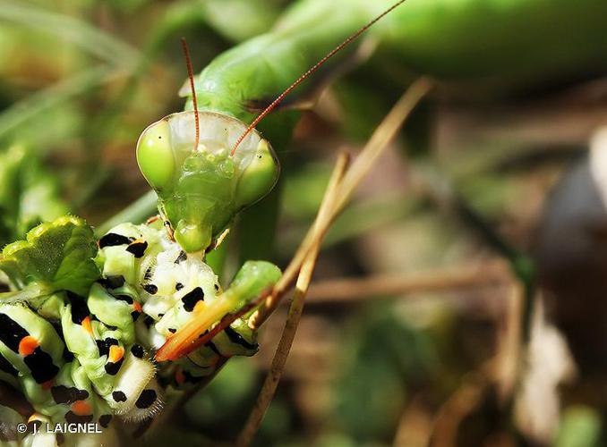 <i>Mantis religiosa</i> (Linnaeus, 1758) © J. LAIGNEL