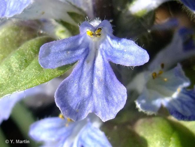 <i>Ajuga reptans</i> L., 1753 © 