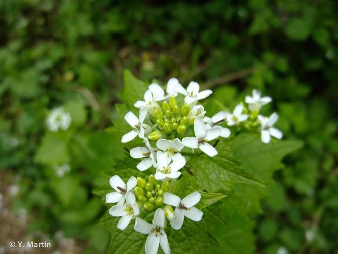 <i>Alliaria petiolata</i> (M.Bieb.) Cavara & Grande, 1913 © 