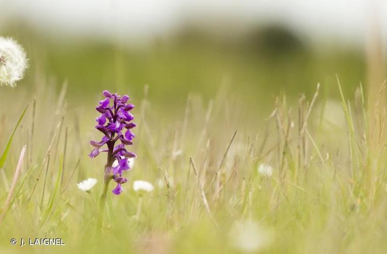 <i>Anacamptis morio</i> (L.) R.M.Bateman, Pridgeon & M.W.Chase, 1997 © J. LAIGNEL