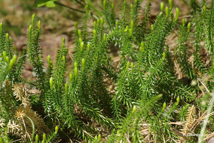 <i>Lycopodium annotinum</i> L., 1753 © P. Gourdain