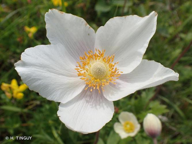 <i>Anemone sylvestris</i> L., 1753 © H. TINGUY