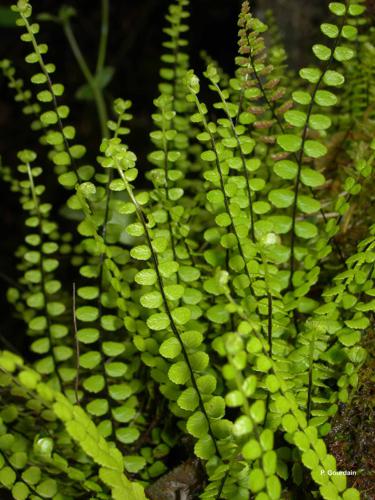 <i>Asplenium trichomanes</i> L., 1753 © P. Gourdain