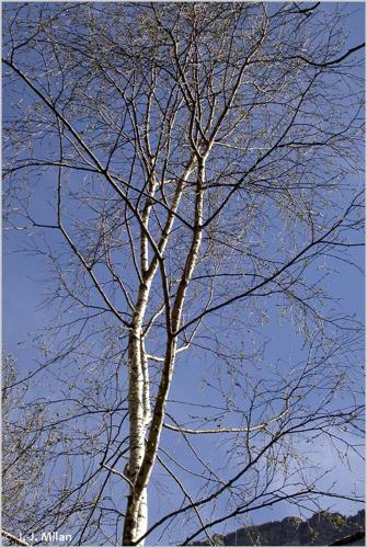 <i>Betula pendula</i> Roth, 1788 © 