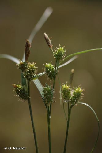 <i>Carex viridula</i> Michx., 1803 © O. Nawrot