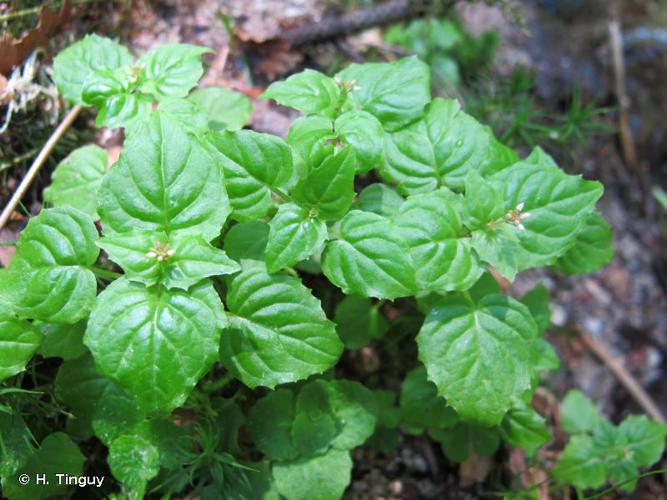 <i>Circaea alpina</i> L., 1753 © H. Tinguy