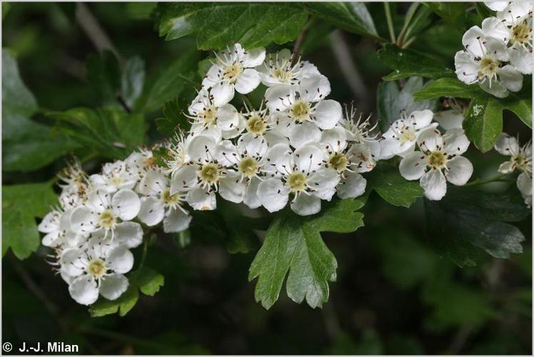 <i>Crataegus monogyna</i> Jacq., 1775 © 