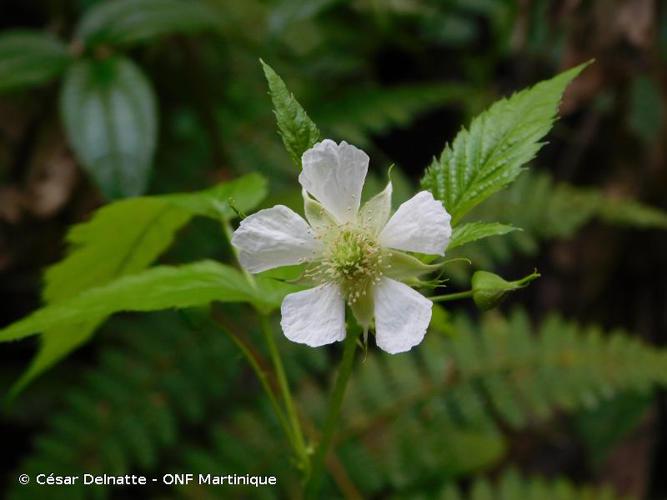 <i>Fragaria vesca</i> L., 1753 © César Delnatte - ONF Martinique