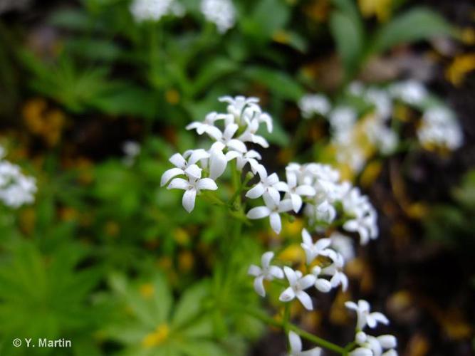 <i>Galium odoratum</i> (L.) Scop., 1771 © 