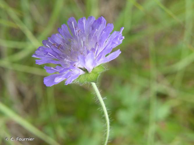 <i>Knautia arvensis</i> (L.) Coult., 1828 © C. Fournier