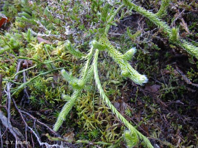 <i>Lycopodium clavatum</i> L., 1753 © 