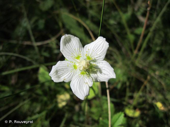 <i>Parnassia palustris</i> L., 1753 © P. Rouveyrol