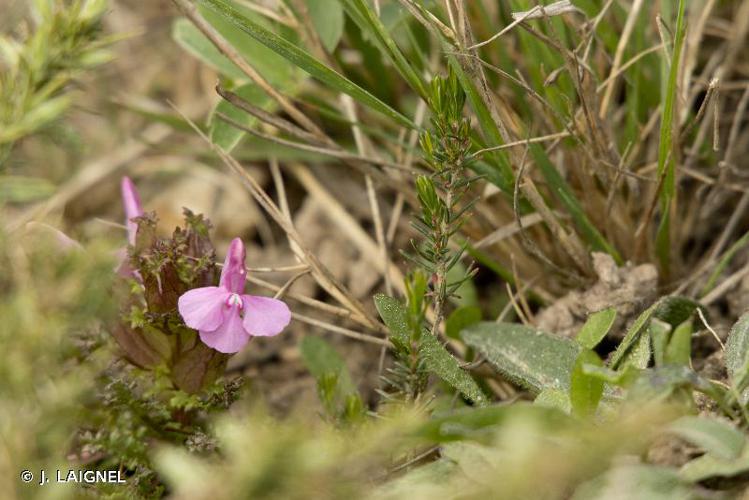 <i>Pedicularis sylvatica</i> L., 1753 © J. LAIGNEL