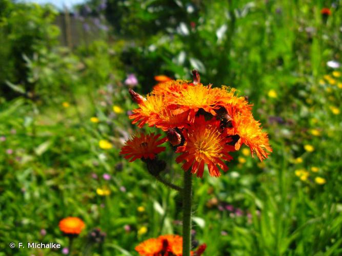 <i>Pilosella aurantiaca</i> (L.) F.W.Schultz & Sch.Bip., 1862 © F. Michalke