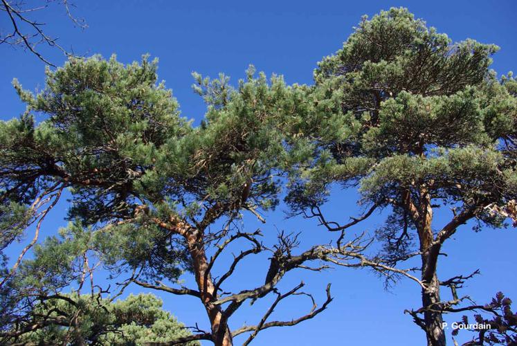 <i>Pinus sylvestris</i> L., 1753 © P. Gourdain