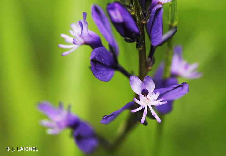 <i>Polygala vulgaris</i> L., 1753 © J. LAIGNEL