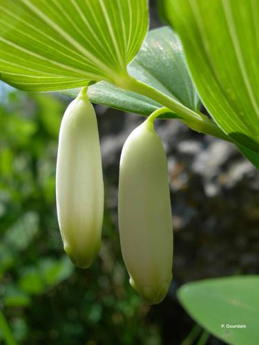 <i>Polygonatum odoratum</i> (Mill.) Druce, 1906 © P. Gourdain