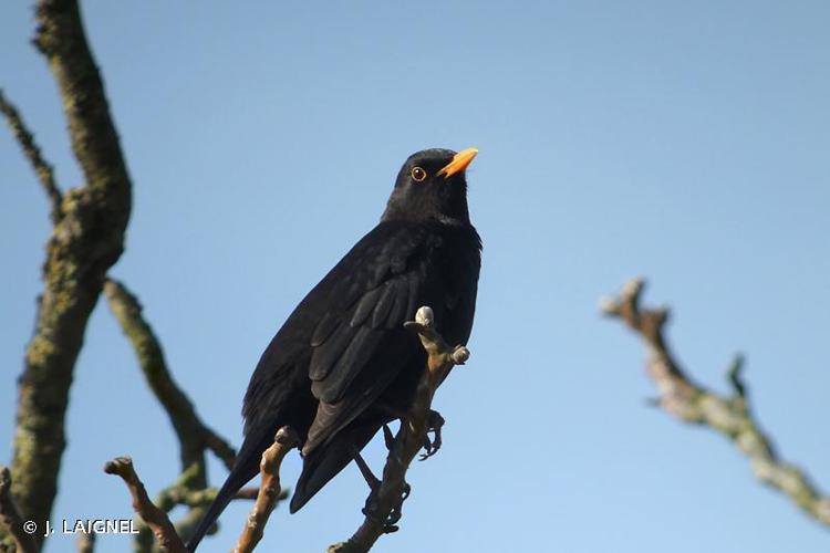 <i>Turdus merula</i> Linnaeus, 1758 © J. LAIGNEL