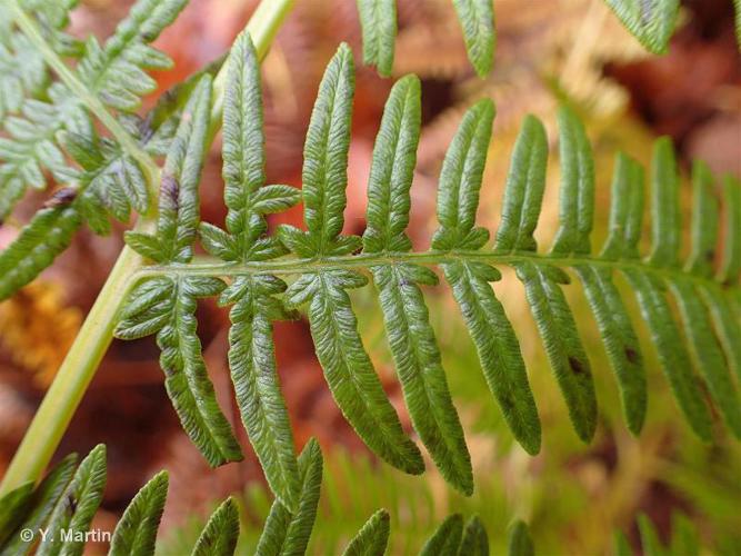 <i>Pteridium aquilinum</i> (L.) Kuhn, 1879 © 