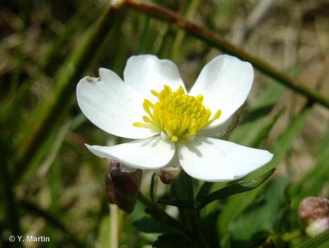 <i>Ranunculus aconitifolius</i> L., 1753 © 