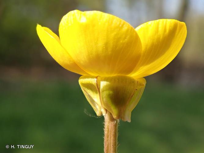 <i>Ranunculus bulbosus</i> L., 1753 © H. TINGUY